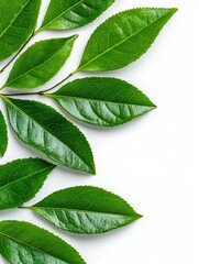 Wall Mural - A photostock of vibrant green tea leaves scattered symmetrically, isolated on a clean white background, fresh and natural, High Quality