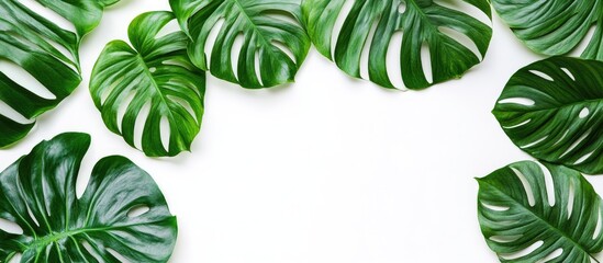 Poster - Summer flat lay top view featuring tropical monstera leaves on a white background with copy space