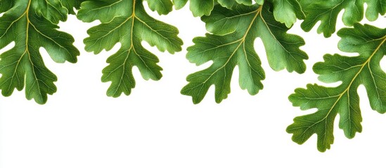 Wall Mural - Oak leaves set against a white background Quercus robur. with copy space image. Place for adding text or design