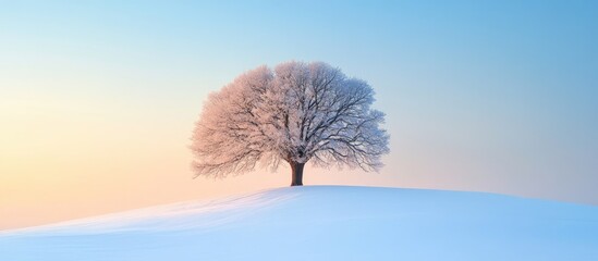 Poster - Lonely grand oak tree on a snow covered hill at sunset Bright blue sky Winter paradise Seasons nature environment ecology climate change Copy space graphic resources