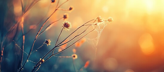  Autumn abstract background featuring a dry plant at sunrise with a web vintage retro image. with copy space image. Place for adding text or design