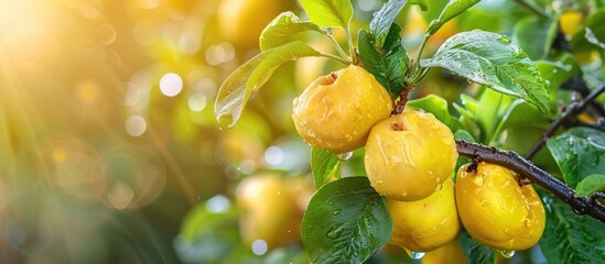 Poster - Yellow quinces on tree branches with green leaves on a sunny day Ripening quince fruit Cydonia oblonga Mature yellow quince fruits with raindrops growing on the quince tree. with copy space image