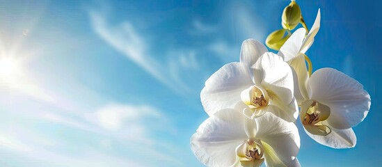 Aufkleber - White beauty orchid against a blue sky backdrop. with copy space image. Place for adding text or design