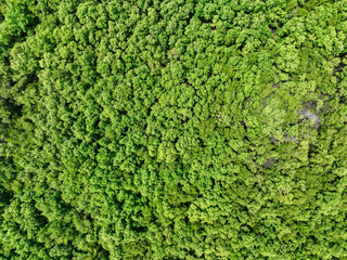  Aerial top view of green mangrove forest. Mangrove ecosystem. Natural carbon sinks. Mangroves capture CO2 from the atmosphere. Blue carbon ecosystems. Mangroves absorb carbon dioxide emissions.
