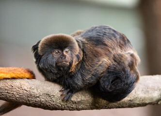 little monkey