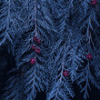 © Ismael - blue pine tree leaves in the forest, cypress leaves, blue background