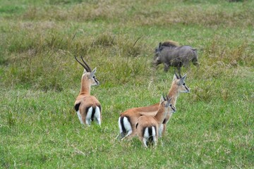 A herd of Thomson’s gazelles grazes and wanders across the savanna of Maasai Mara, Kenya, accompanied by a lone warthog, reminiscent of a real-life Pumbaa.