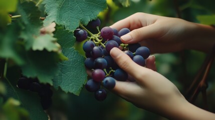 harvesting red grapes: hands gently gather a cluster of ripe, dark red grapes from the vine, showcas