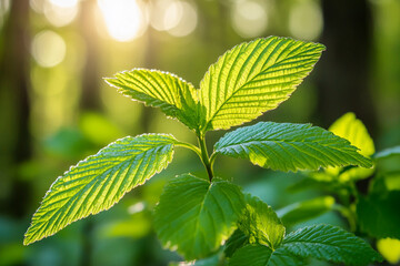 Poster - Fresh green leaves illuminated by sunlight in a lush forest background
