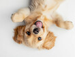 © 인혜 갈 - A golden retriever puppy full of joy