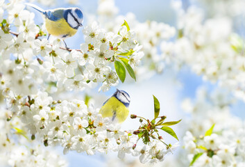 Wall Mural - Little birds perching on branch with white flowers of blossom cherry tree. Blue tit. Parus caeruleus