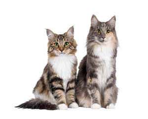 Poster - Sweet black tabby blotched Norwegian Forestcat kitten and adult blue tortie, sitting up side by side. Looking towards camera with mesmerising green eyes. Isolated cutout on a transparent background.