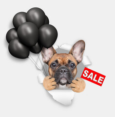Aufkleber - Funny French Bulldog looks through the hole in white paper, holding black balloons and showing signboard with labeled 