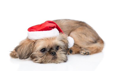 Poster - Sad Brussels Griffon puppy wearing santa hats lying and looking away on empty space. Isolated on white background