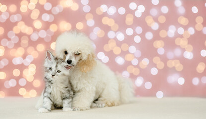 Fototapete - playful Poodle puppy licking kittens ear on festive background. Empty space for text