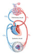 © Aldona - Blood circulation in the human body