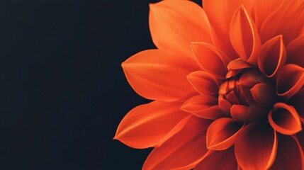 Poster - Close up of an orange dahlia flower blooming against a dark background, showcasing the delicate petals and intricate details of the blossom, creating a captivating image of natural beauty