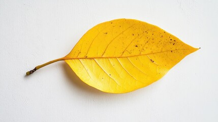Poster - Single vibrant yellow Ficus elastica leaf on a textured light background showcasing nature's colors and intricate details