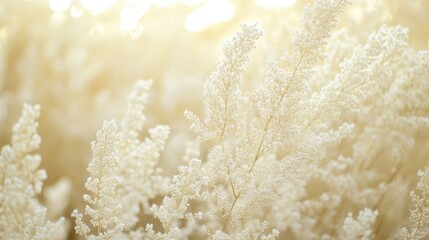 Poster - Elegant Soft White Shrub Branches with Delicate Texture Against a Dreamy Natural Background for Nature Inspired Artwork