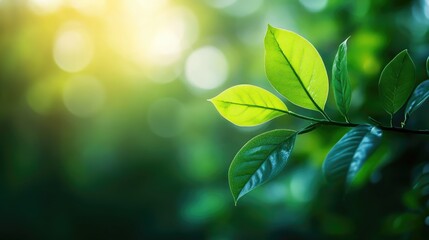 Aufkleber - Elegant greenery with soft focus leaves in a tranquil home garden setting creating a fresh and natural wallpaper concept for nature lovers