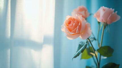 Poster - Delicate pink roses softly illuminated behind sheer blue curtains in a serene minimalist setting with natural light.
