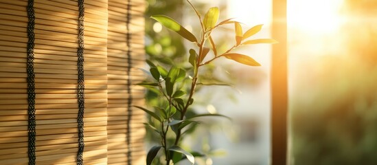 Poster - Sunlight streaming through bamboo blinds illuminating indoor greenery and creating a serene ambiance in a cozy living space