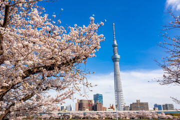 Wall Mural - 春の浅草・隅田公園で見た、満開の桜の花と青空に映える東京スカイツリー