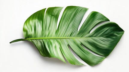 Poster - Lush Green Tropical Palm Leaf Isolated on Clean White Background for Nature and Interior Design Themes