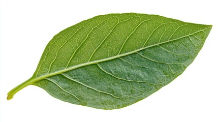 Poster - Tropical green leaf isolated on a clean white background showcasing intricate vein patterns and natural textures for design purposes