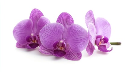 Aufkleber - Vibrant violet orchid blossoms displayed elegantly against a clean white backdrop showcasing natural beauty and floral detail.