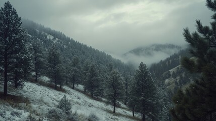 Poster - Snowy evergreen forest on a mountain slope with dramatic clouds and mist creating a serene winter landscape atmosphere