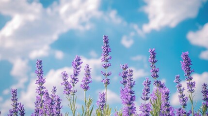 Poster - Vibrant violet flowers against a bright blue sky and fluffy clouds creating a serene natural landscape background.
