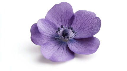 Poster - Delicate violet flower isolated on white background showcasing intricate petals and beautiful colors perfect for nature-themed designs.