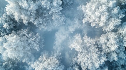 Poster - frosty winter landscape with hoarfrost-covered trees creating a serene and tranquil nature scene aer