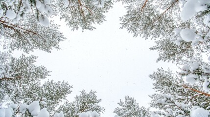 Poster - Snowy Pine Trees Framing a Bright White Background with Ample Space for Text and Design Elements in the Center