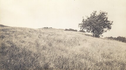 Aufkleber - Vintage black and white photograph of a serene grassy landscape featuring a solitary tree on a hillside with a tranquil atmosphere