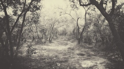 Canvas Print - Vintage monochrome forest scene capturing the beauty of a wild, peaceful woodland path surrounded by trees and natural light.