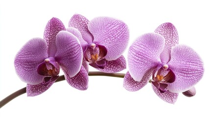 Aufkleber - Elegant violet orchid flowers arranged gracefully on a white background showcasing their delicate petals and intricate details
