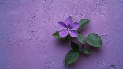 Aufkleber - Purple violet flower with green leaves against a textured pastel purple wall backdrop in a minimalist composition.