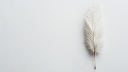 Poster - elegant minimalist flat lay of white feather on clean white canvas background for artistic and creat