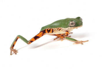 Wall Mural - phyllomedusa hypochondrialis closeup on white background, northern orange-legged leaf frog or tiger-