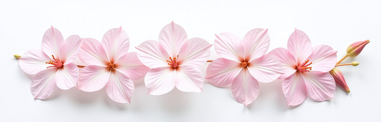 Poster - Image Of A Delicate Pink Floral Arrangement Isolated Against A Clean White Background With Gentle Subtle Color Tones. 00003