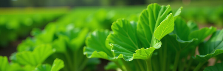 Poster - Green Organic Carrot Leaves Are Cultivated Outdoors In A Garden With Selective Focus On Their Delicate Texture And Color. 00003