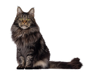 Poster - Majestic black tabby Maine Coon cat sitting up side ways. Looking towards camera with greenish eyes. Isolated cutout on a transparent background.