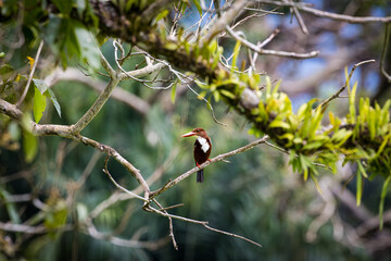 White-throated Kingfisher perching on a branch with a beautiful background of leaves in Taiping Lake Garden