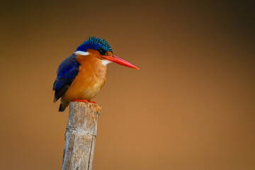 Poster - Malachite kingfisher on post against gold background