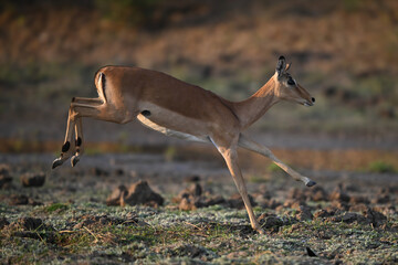 Poster - Female impala runs across savanna in sunshine