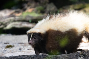 Close up Portrait of a Striped Skunk under the sun in Taiping Zoo