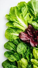 Wall Mural - Verdant green and crimson lettuce leaves spreading across frame, highlighting fresh leafy greens and nutritional vegetable palette