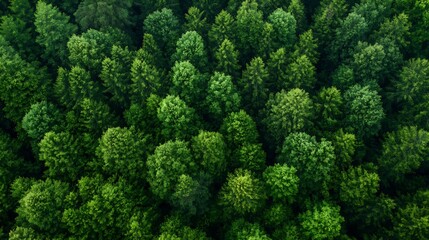 Poster - Lush Green Forest Aerial View with Dense Canopy of Trees in Natural Landscape : Generative AI